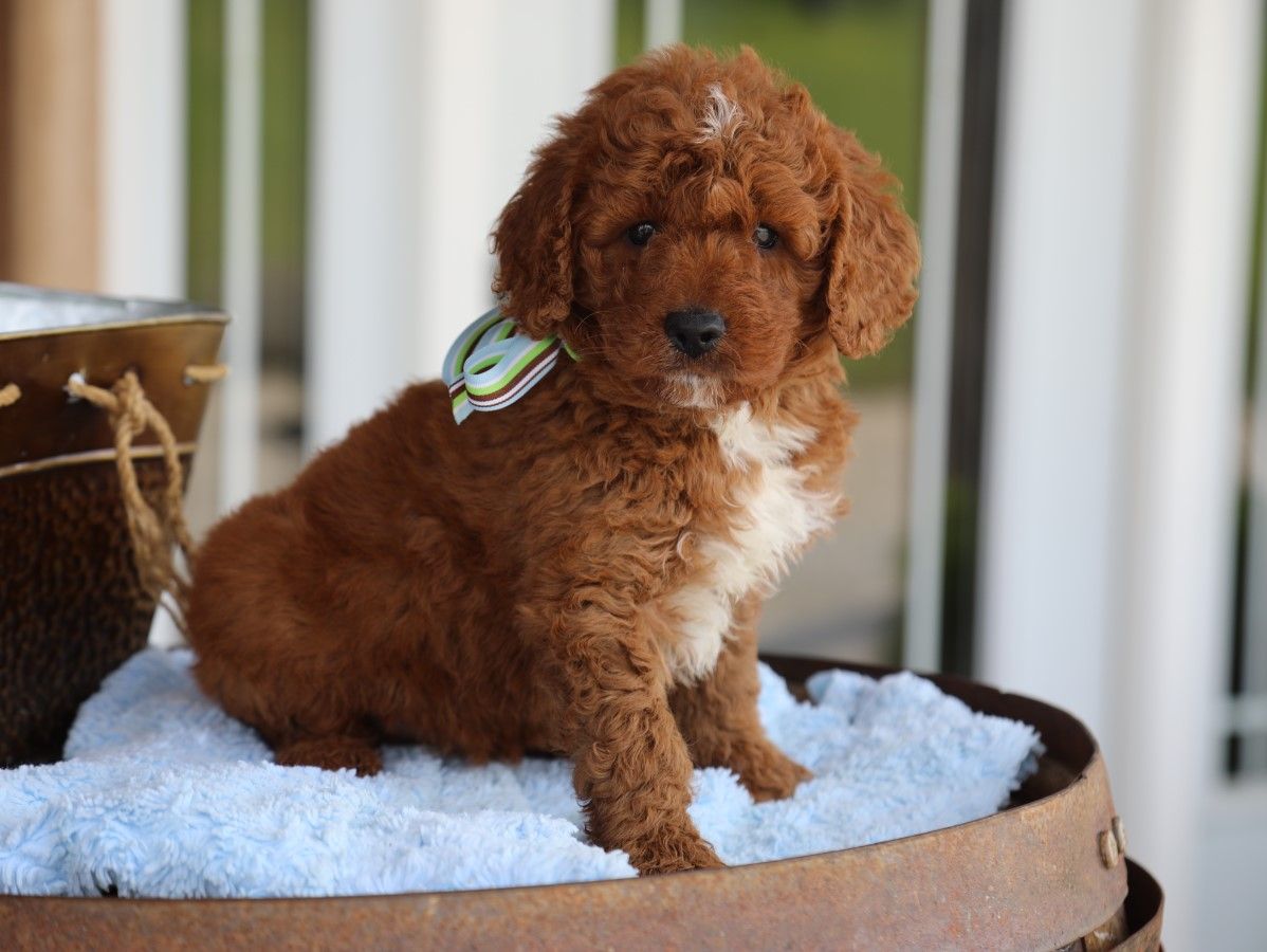 Ryder • click to meet