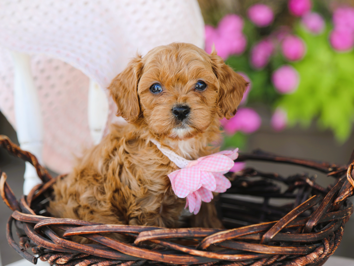 Zoe • click to meet