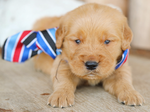 Bear: Cuddly Golden Retriever Puppy Looking for a Home