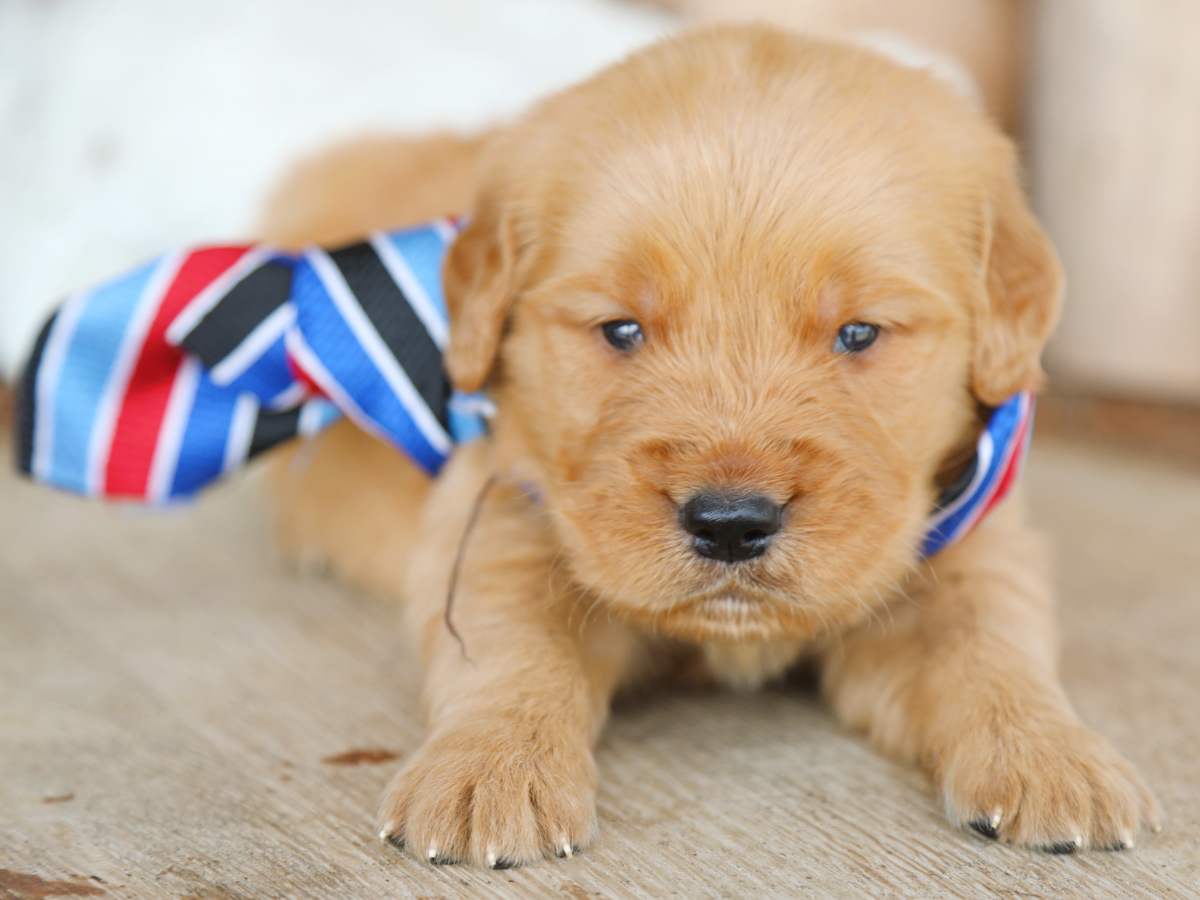 Bear • click to meet