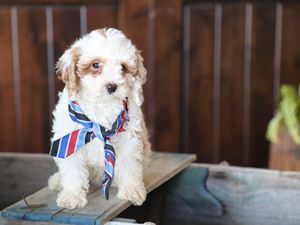 Biscuit • click to meet