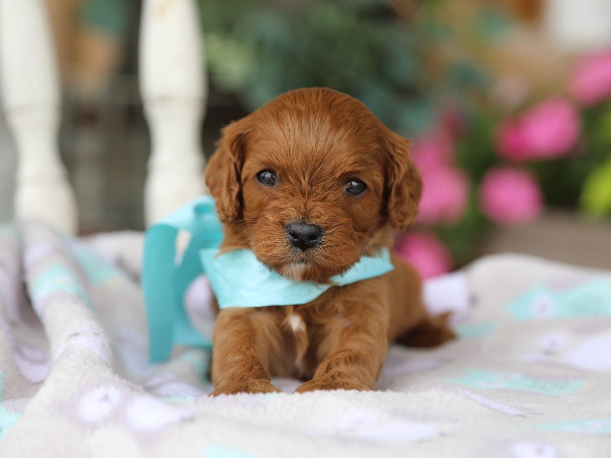 Charlie (3).JPG