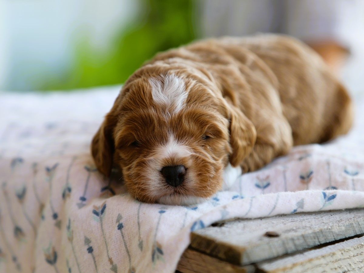 Waffles • click to meet