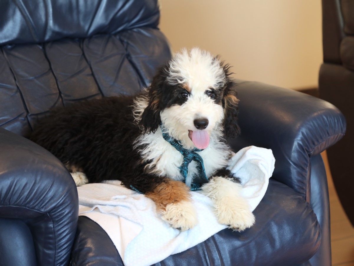 Bentley - Click to meet