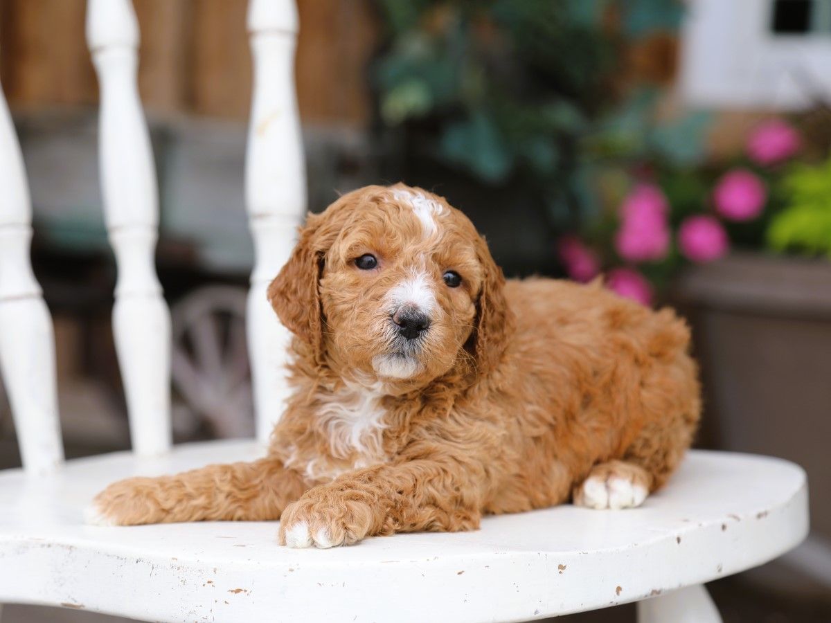 Blaze (1).JPG