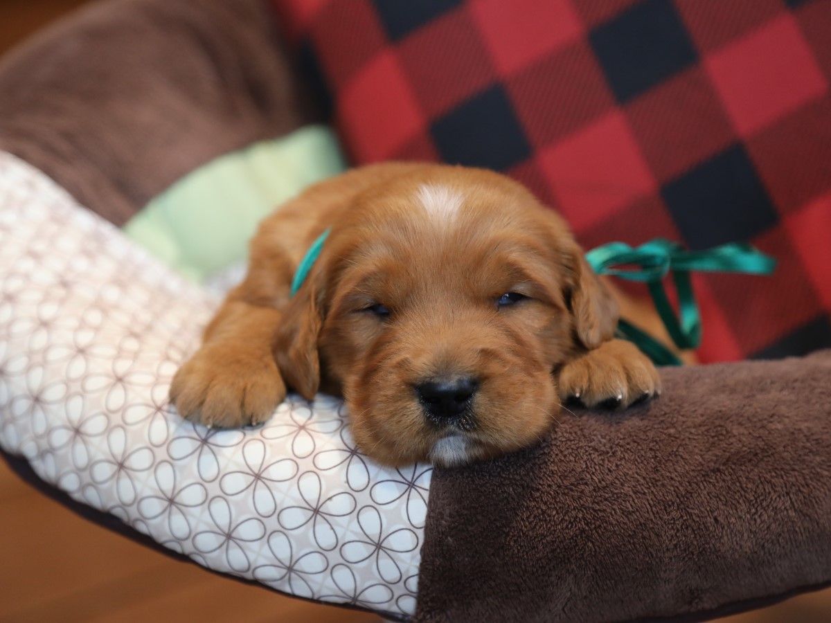 Yeti - Click to meet