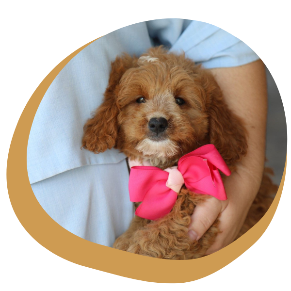Mini Goldendoodle Puppies - Image 1.png