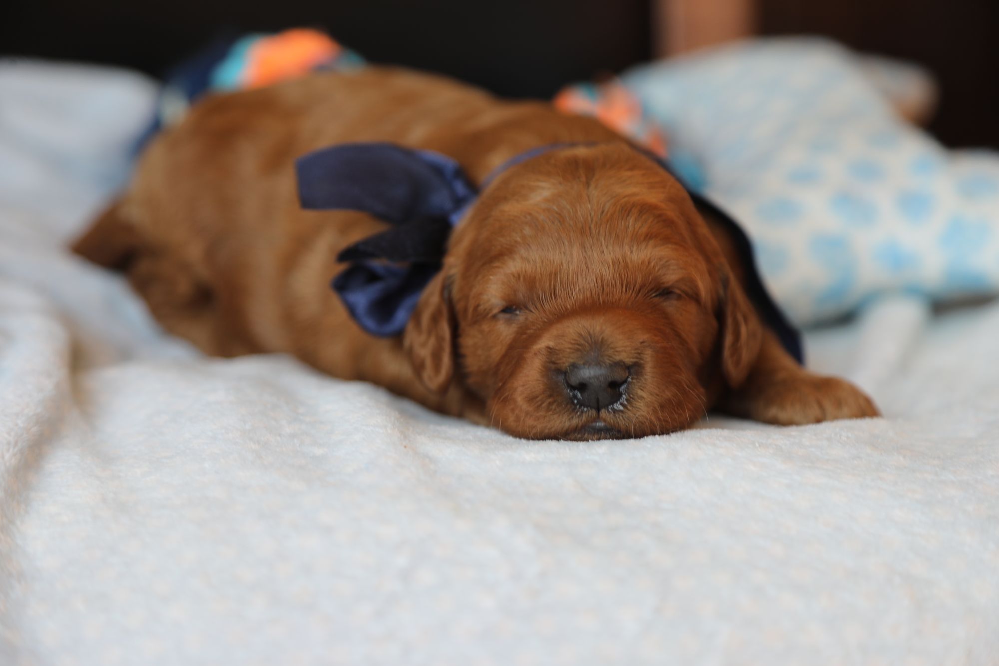 Fred • click to meet
