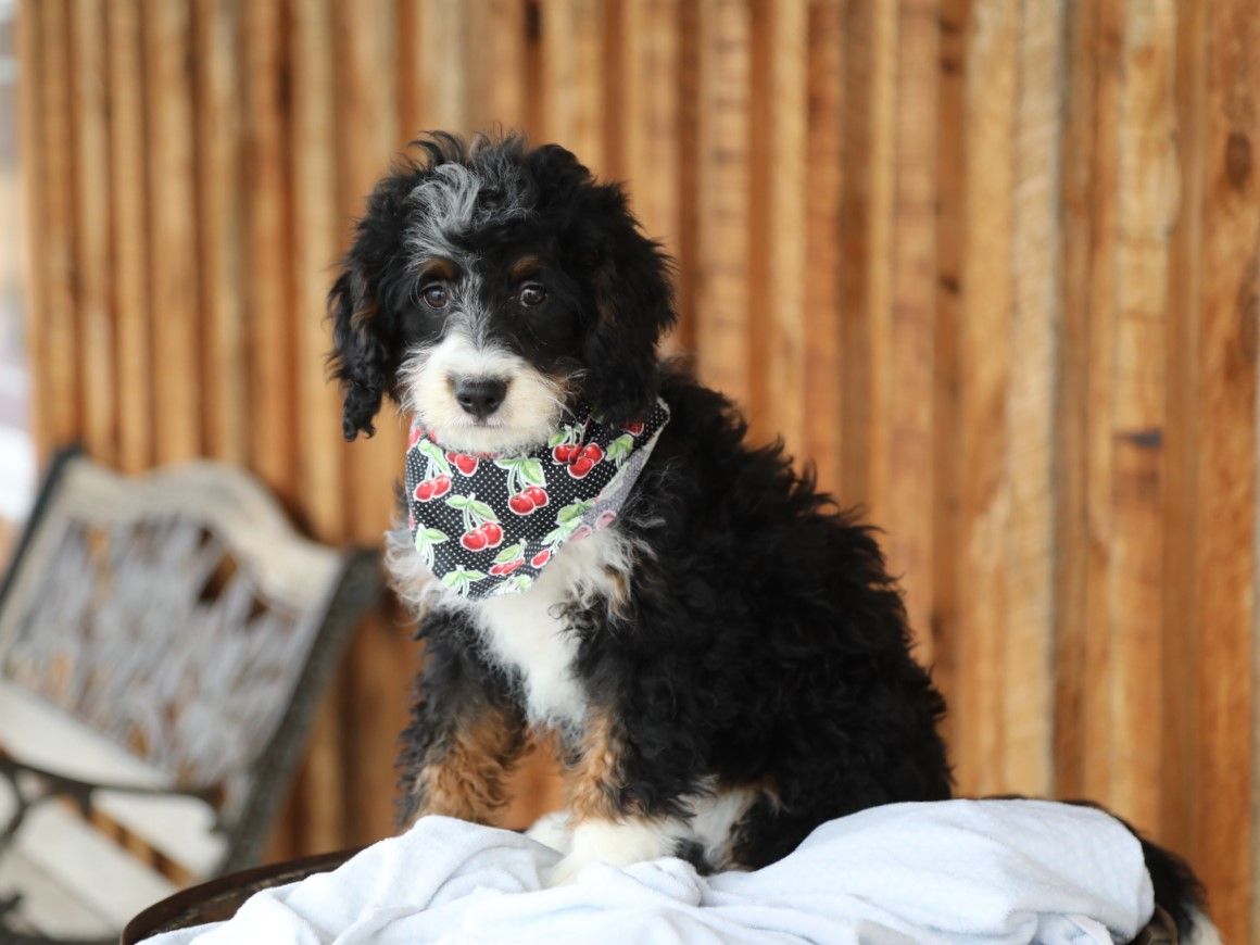 Twila - click to meet