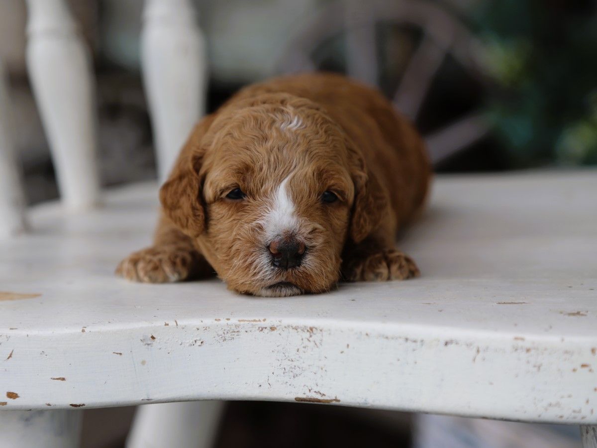 Ivy (4).JPG