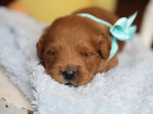 Sawyer • Click to meet