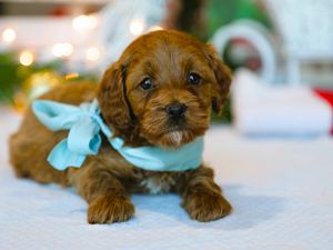  Blitzen • click to meet