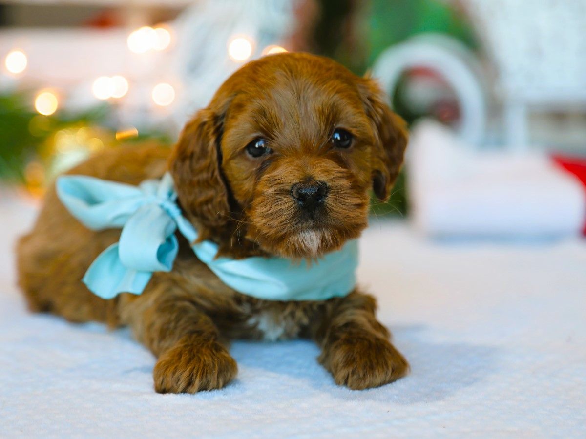  Blitzen • click to meet