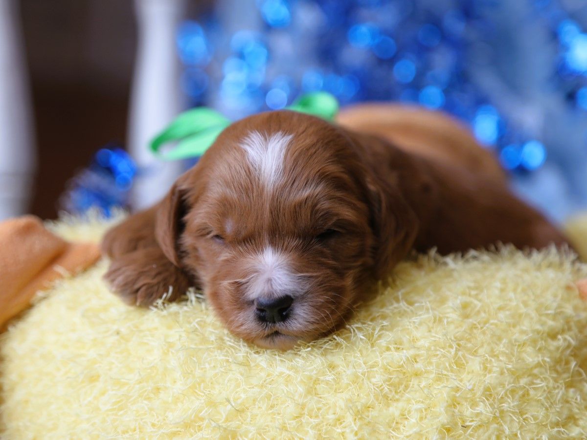 banjo (3).JPG