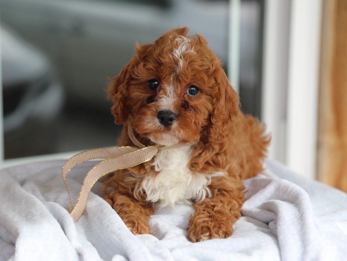 zoey (2).JPG