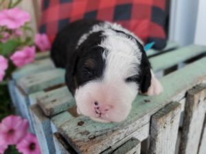 Eddy - click to meet