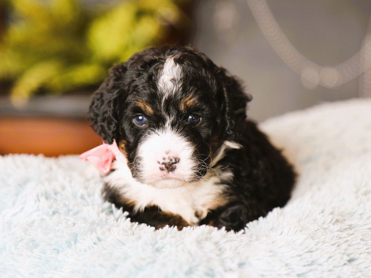 millie (1).JPG