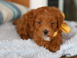 Lewis • click to meet