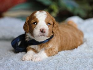 Troy • click to meet