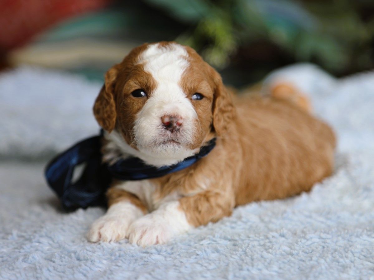 Troy • click to meet