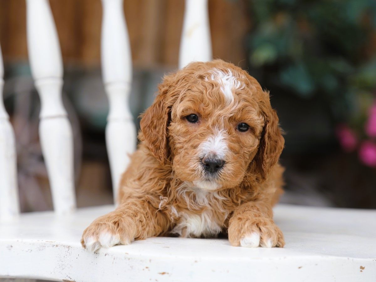 Blaze (4).JPG