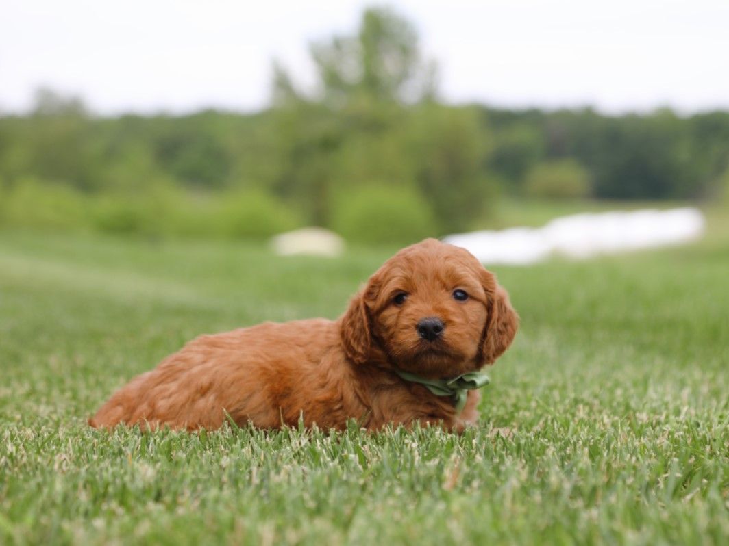 Tex (1).JPG