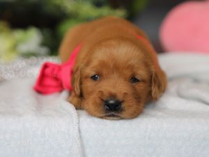 Pippa  • Click to meet