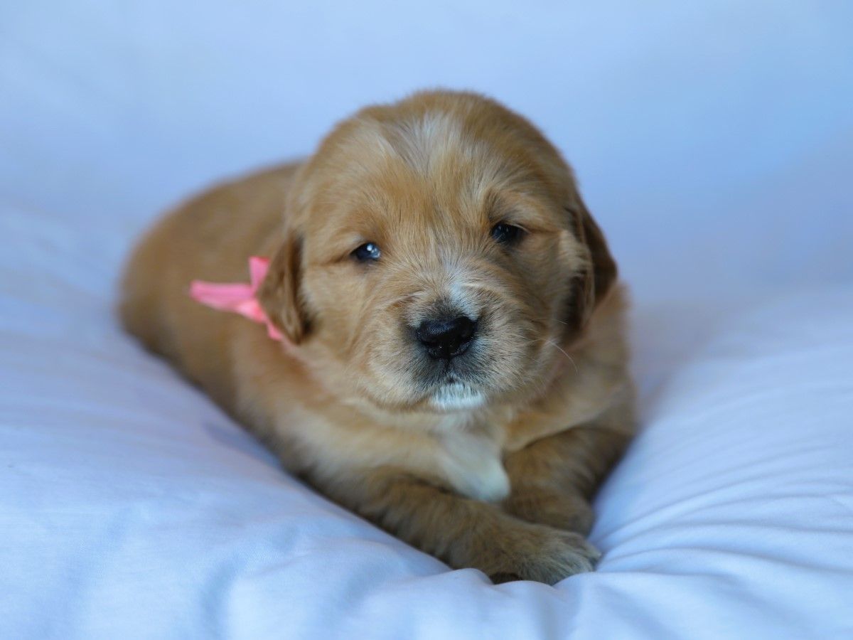 Ruby (3).JPG