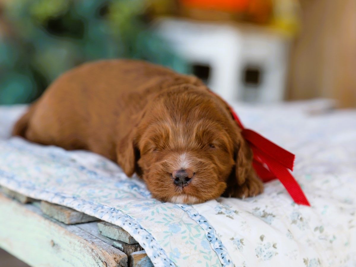 Suki • click to meet