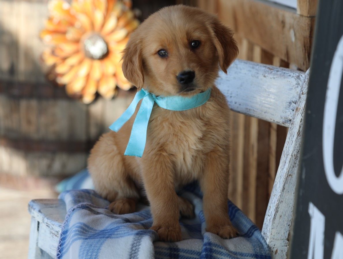 Homer - Click to meet