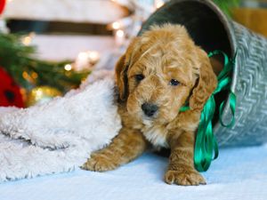  Greyson • click to meet