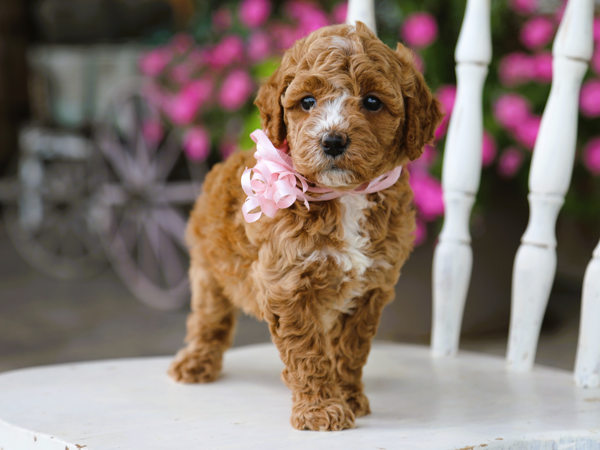 ivy (2).png