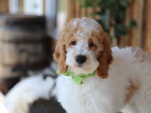 Roma • click to meet