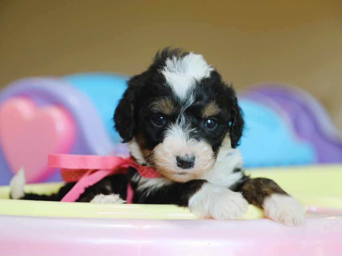 Pixie • Click to Meet