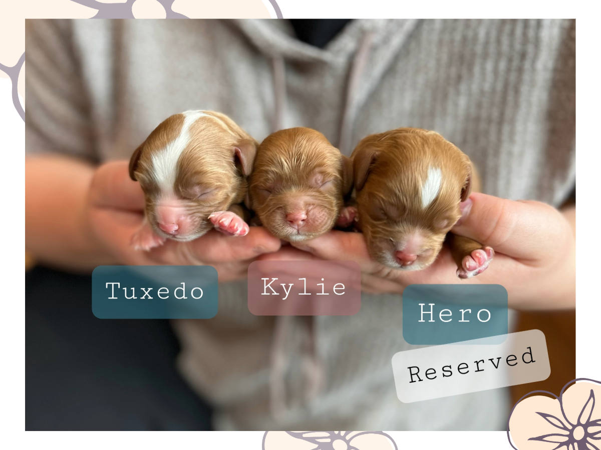 Spice's Babies • click to meet