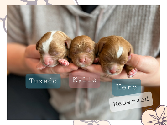 Spice's Babies • click to meet
