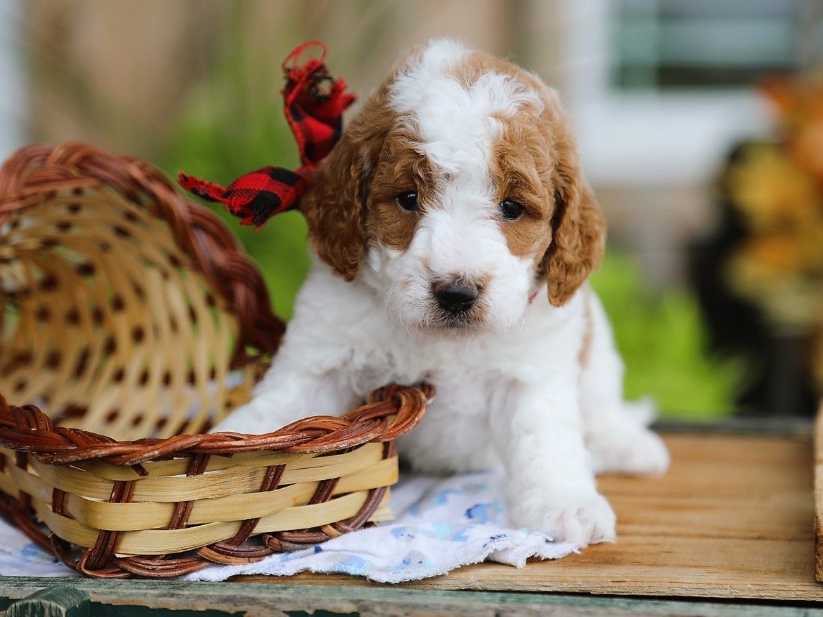  Harrison • click to meet