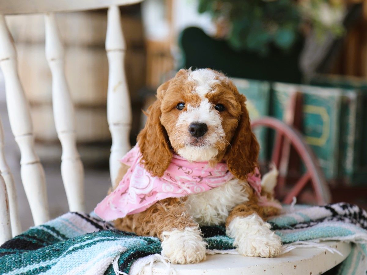 Carmela • click to meet