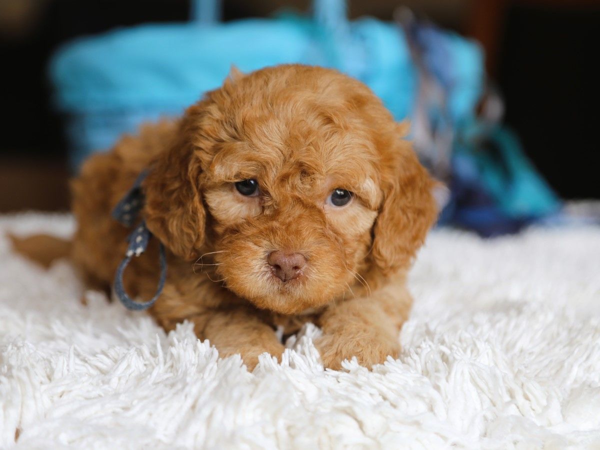 tucker (1).JPG