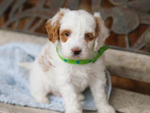 Biscuit • click to meet