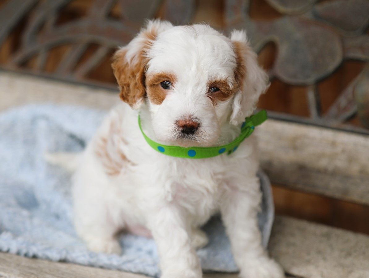 Biscuit • click to meet