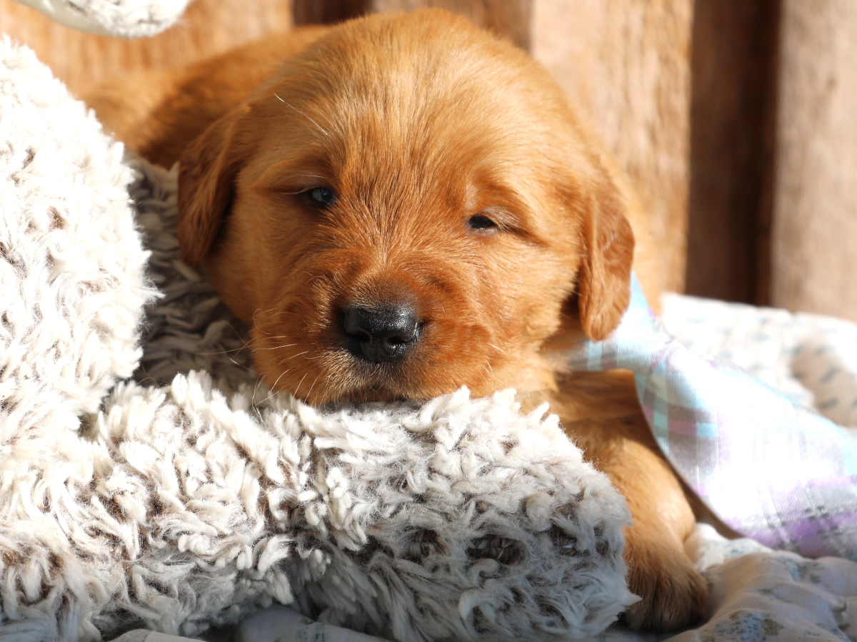 Boomie • click to meet