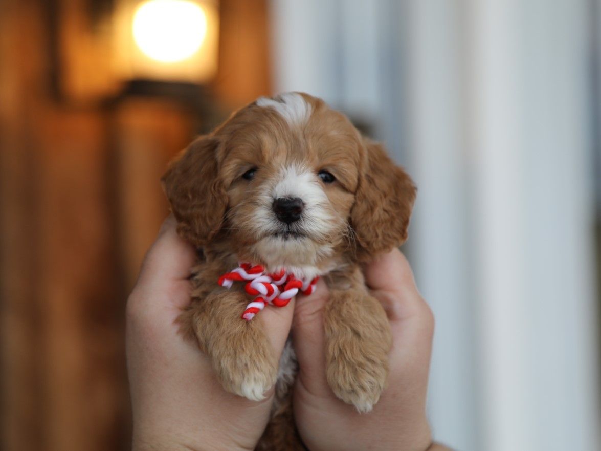  Logan - click to meet