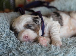  Ripley • Click to Meet