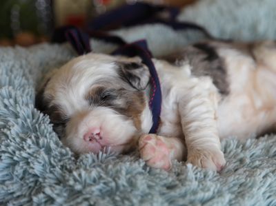 RIPLEY • RESERVED
