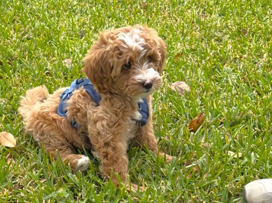 Houston TX TANNER • HOMED