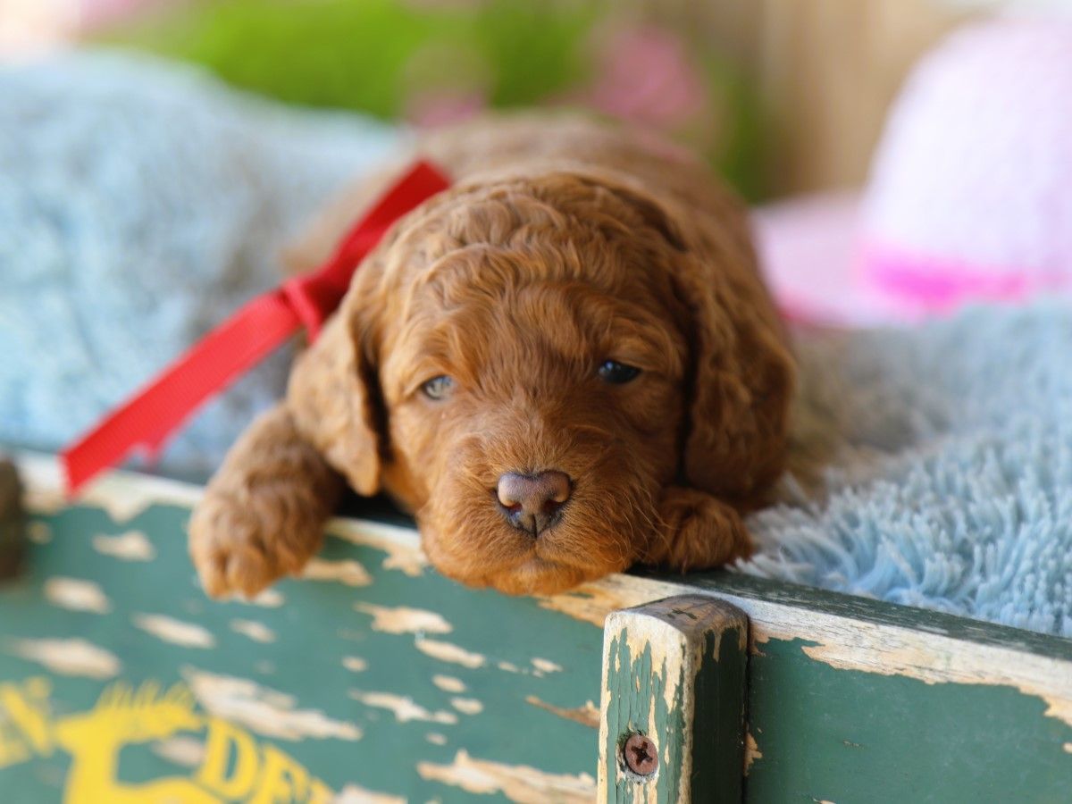 Ivy (1).JPG