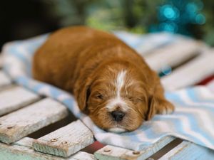 Rally • Click to meet