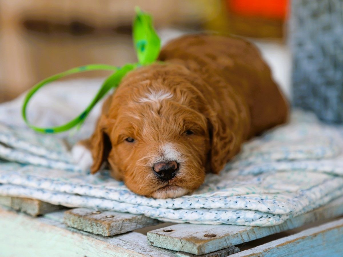 Finnegan (2).JPG