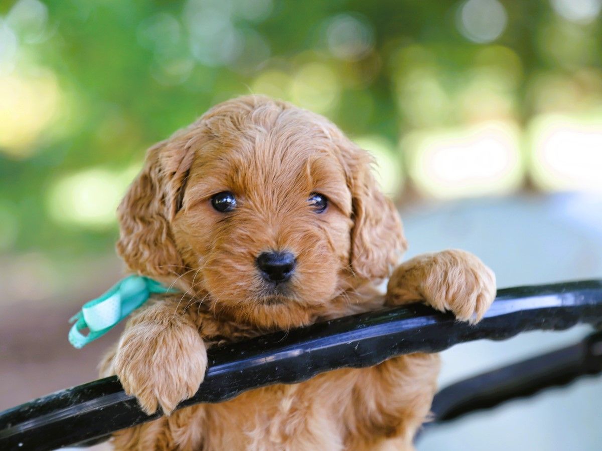 Taffy (4).JPG
